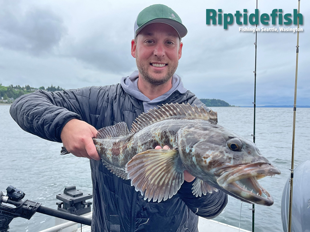 Seattle Lingcod Fishing