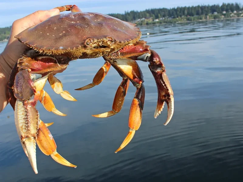 Puget Sound Dungeness Crab Season 2025