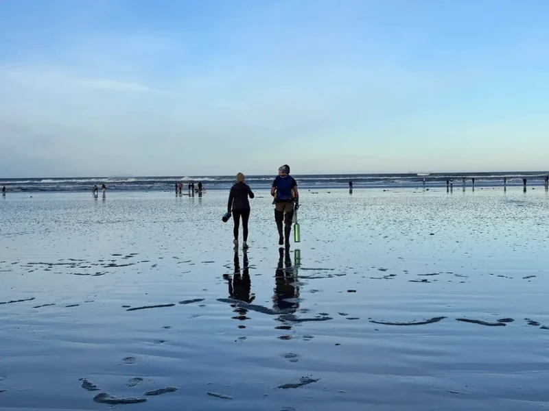 Washington Razor Clams