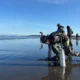 Mocrocks Beach Razor Clam Digging